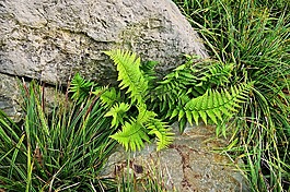 蕨类植物,植物,叶