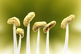 性質(zhì),花,植物
