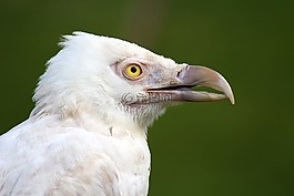 鳥,羽毛,翼