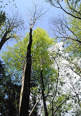 天空,性質(zhì),樹