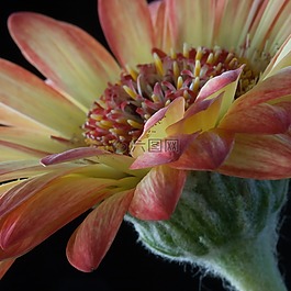 花的,花,自然