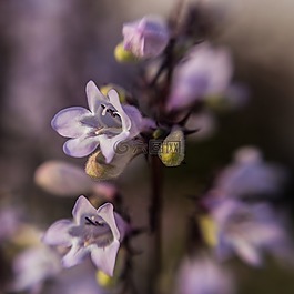 花的,春,自然