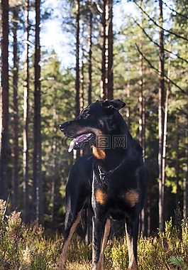 狗,森林,交易所beauceron