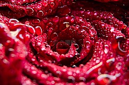 紅色,玫瑰,花