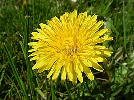 蒲公英,花,植物學(xué)