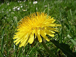 蒲公英,花,植物學(xué)