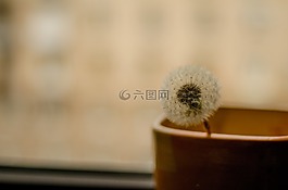 蒲公英,花,植物