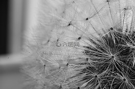 蒲公英,花,植物