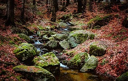 性質(zhì),葉,秋