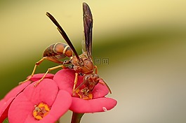 授粉,自然,昆蟲
