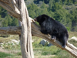 熊,動物,動物園