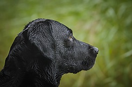 拉布拉多犬,样,猎鸟