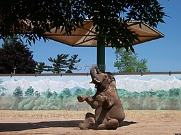 象,動物園,動物