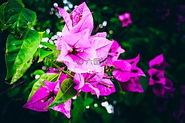 花,陰沉,???