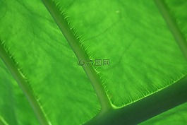 叶子,纹理,叶脉