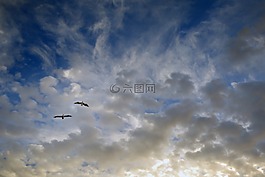 鳥,飛行,對