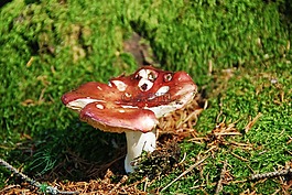 ockerblättrigerzinnobertäubling,蘑菇,红色