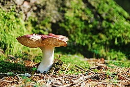ockerblättrigerzinnobertäubling,蘑菇,红色
