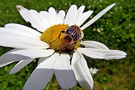 雛菊,野生,花