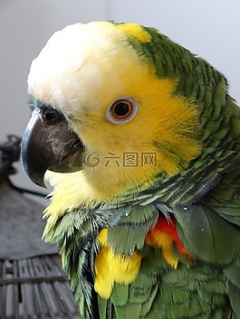 鸚鵡,鳥,性質(zhì)