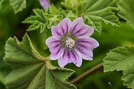 野花,自然,植物區(qū)系