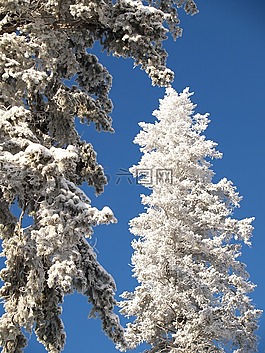 冬天,樹,雪