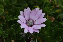 非洲雛菊,osteospermum,雛菊