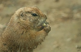 嚙齒動物,孟克,吃
