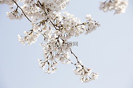 櫻花盛開(kāi),鮮花,春天