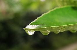 葉,性質(zhì),植物