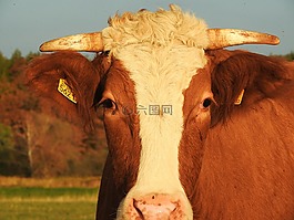 牛肉,西門塔爾牛,牲畜