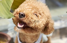 狗,微笑,户外