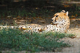 獵豹,躺在,貓