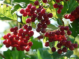 水果,漿果,紅色