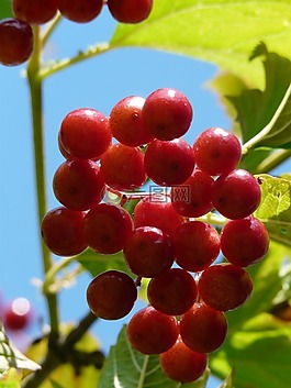 漿果,紅色,關(guān)閉