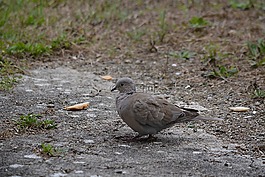 鴿子,鳥,性質(zhì)