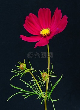 cosmea,美麗k?rbchen,花多