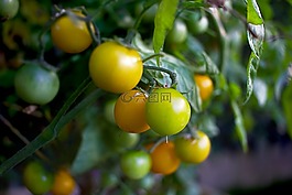 櫻桃番茄,綠色,蔬菜
