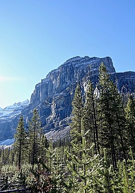高峰,森林,山