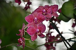 蘭花,鮮花,紐約植物園