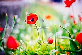 紅色,花瓣,綠色