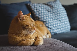 猫,红猫,猫的眼睛