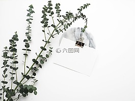 人工,綠色,植物