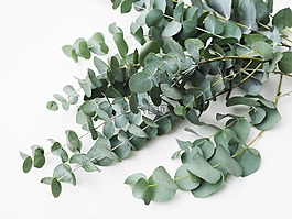 人工,綠色,植物