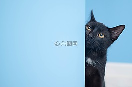 貓,黑貓,貓盯著