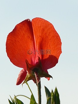 花,開花,橙