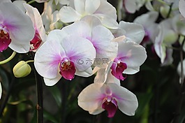 蘭花,紐約植物園,鮮花
