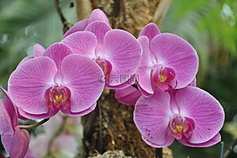 蘭花,鮮花,紐約植物園