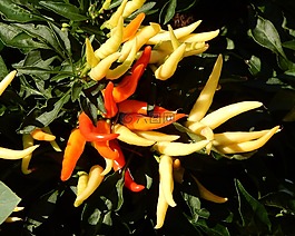 辣椒,植物,小