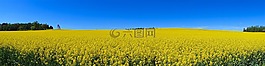 油菜,德国图林根,夏季